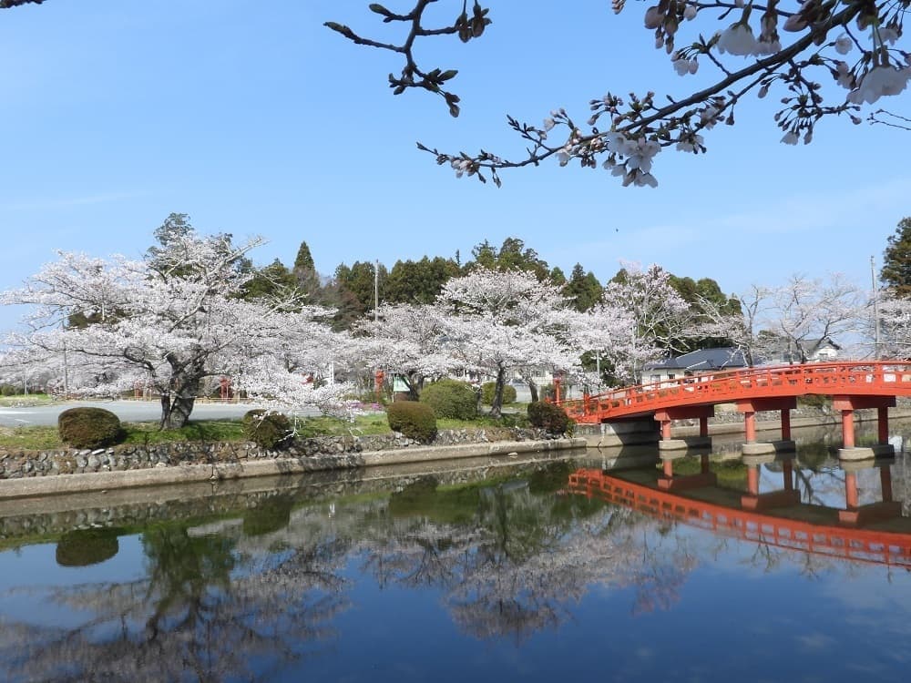 涼ヶ岡八幡神社 桜開花情報