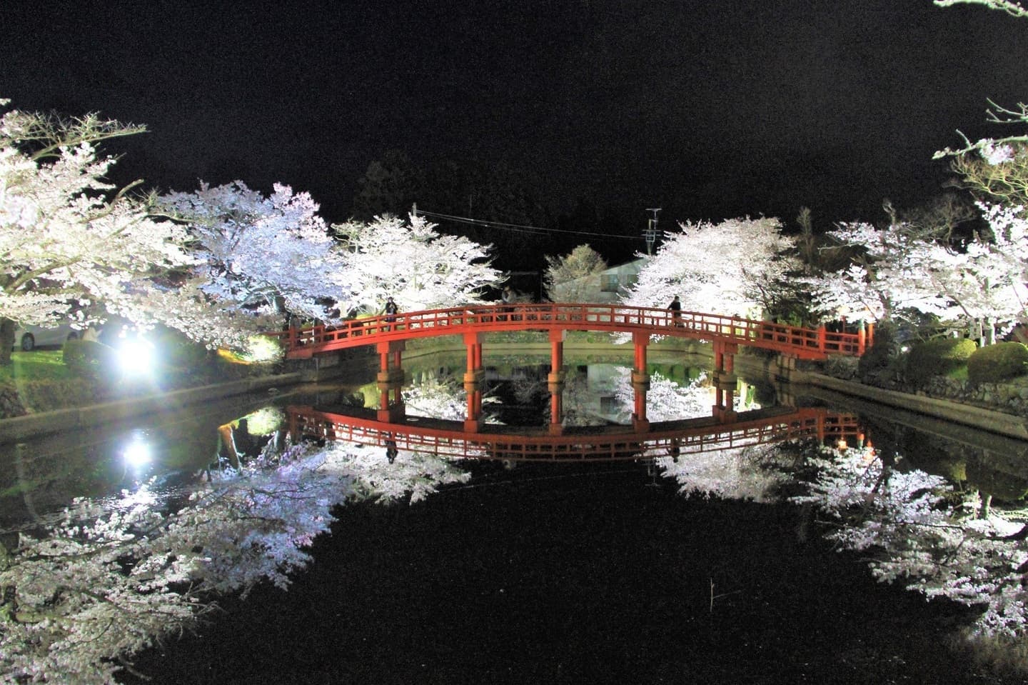 涼ヶ岡八幡神社 桜 開花情報