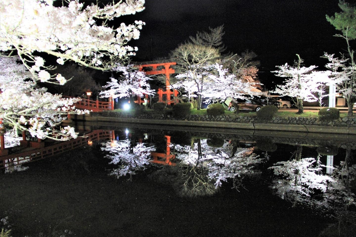 涼ヶ岡八幡神社 桜開花情報