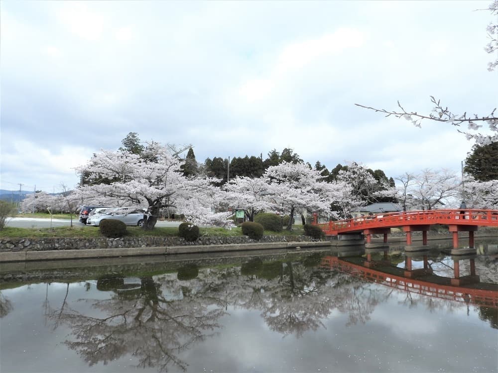涼ヶ岡八幡神社 桜 開花情報