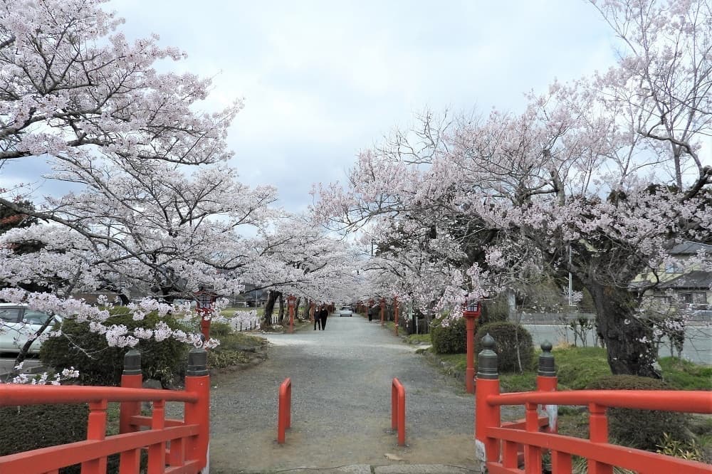 涼ヶ岡八幡神社 桜開花情報
