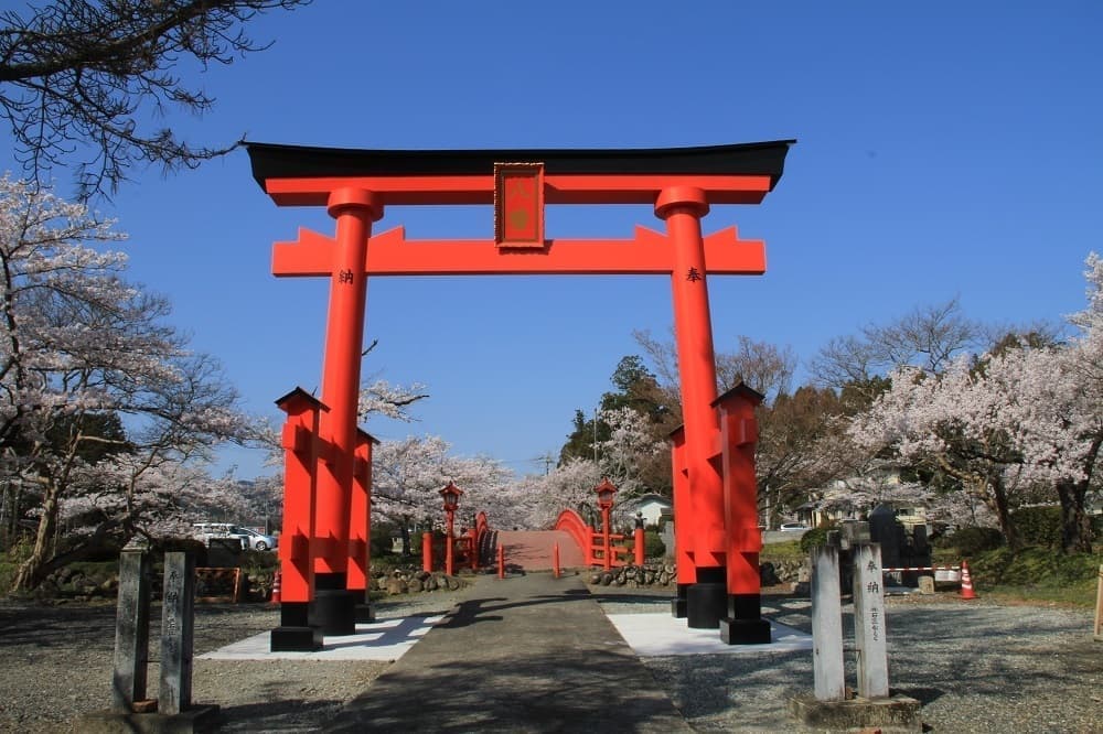 涼ヶ岡八幡神社 桜 開花情報