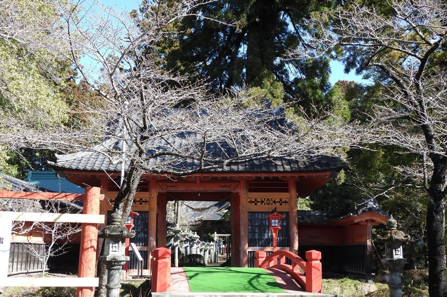 涼ヶ岡八幡神社 桜 開花情報
