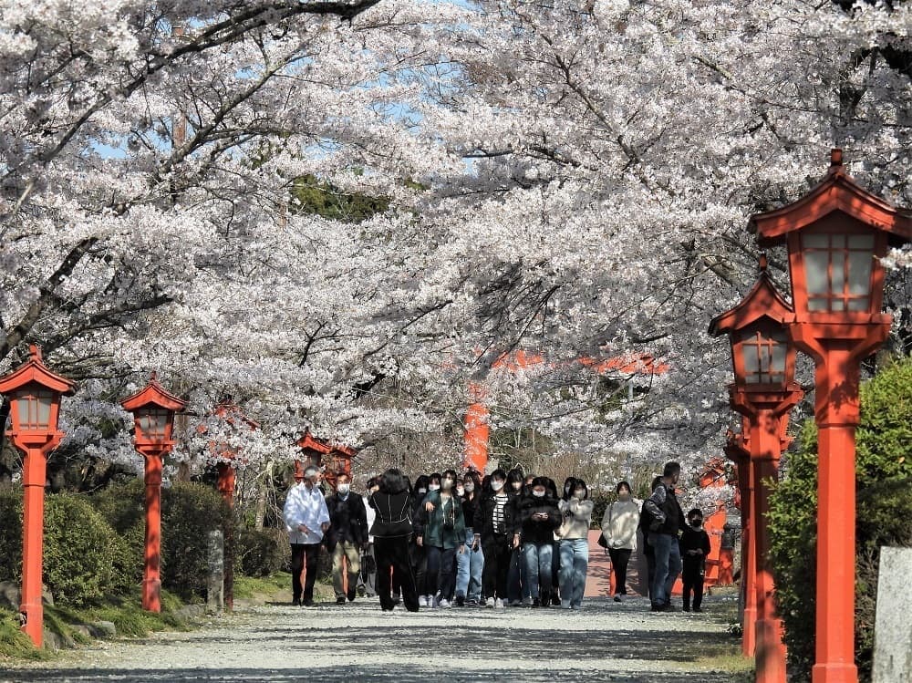 涼ヶ岡八幡神社 ご朱印 さくら詣