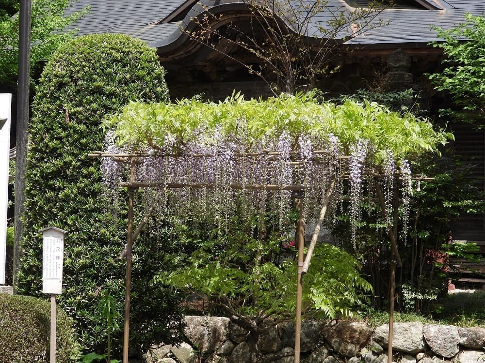 涼ヶ岡八幡神社 九尺藤