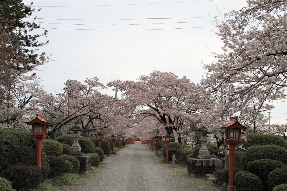 涼ヶ岡八幡神社 桜開花情報