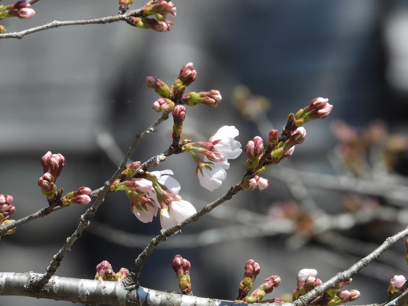 涼ヶ岡八幡神社 桜開花情報