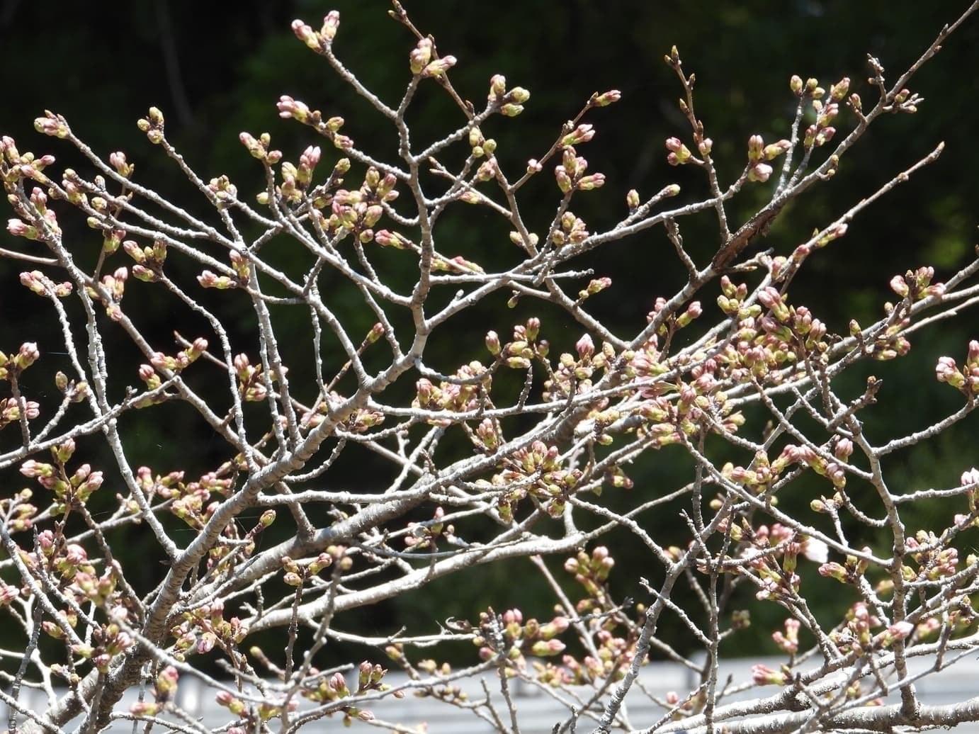 涼ヶ岡八幡神社 桜