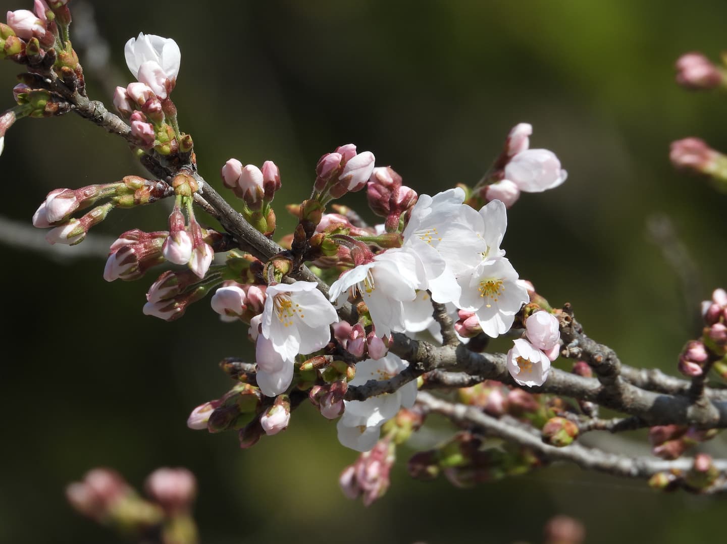 涼ヶ岡八幡神社 桜開花情報