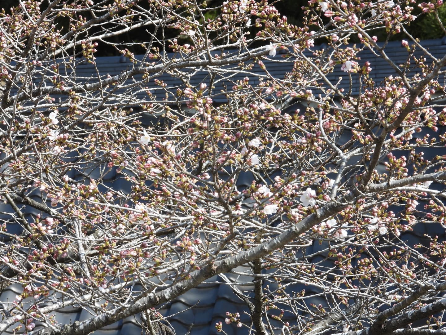 涼ヶ岡八幡神社 桜