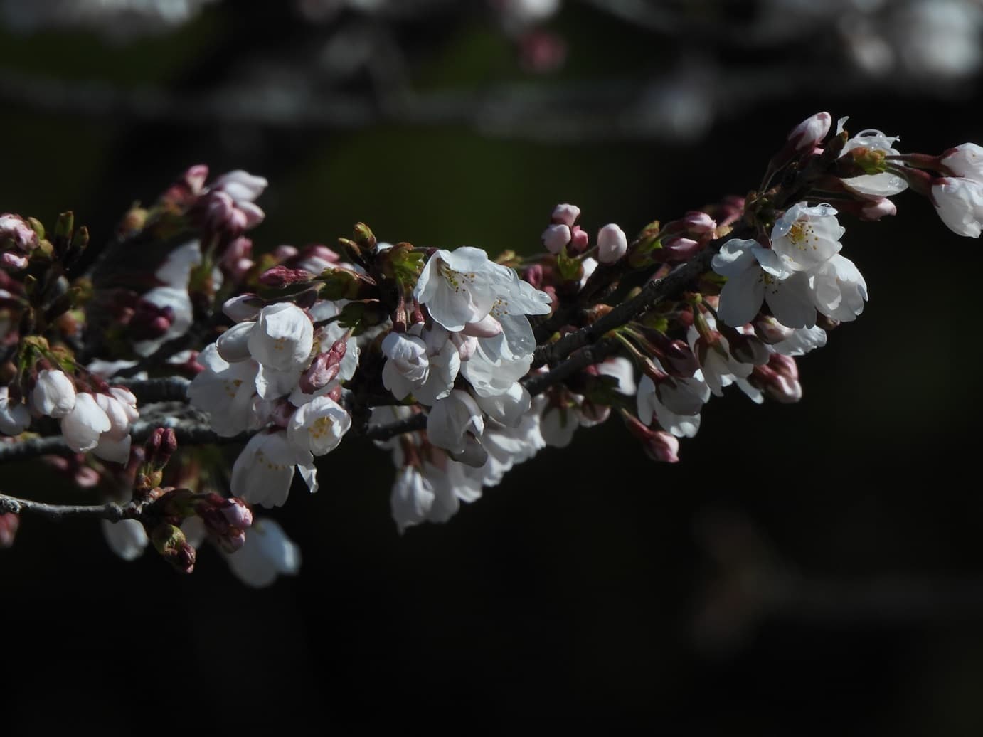 涼ヶ岡八幡神社 桜開花情報