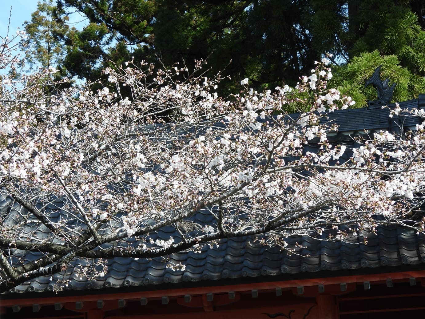 涼ヶ岡八幡神社 桜