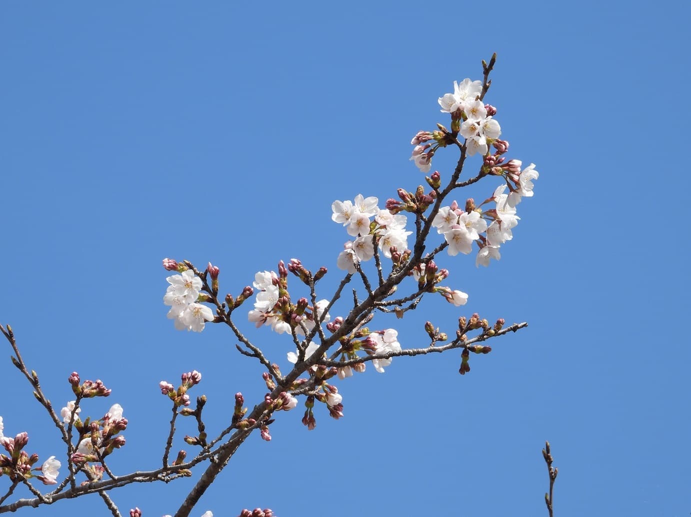 涼ヶ岡八幡神社 桜 開花情報