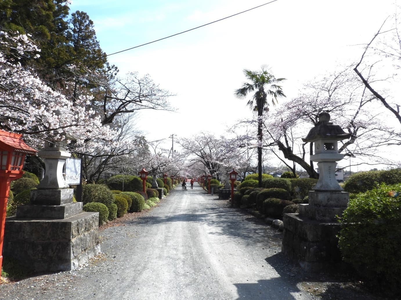 涼ヶ岡八幡神社　桜