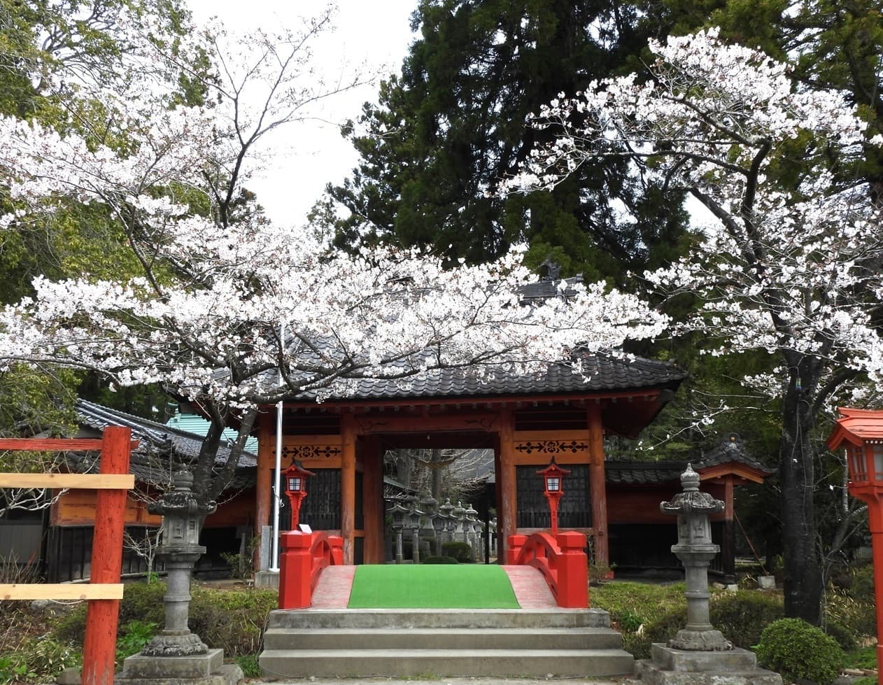 涼ヶ岡八幡神社 桜 開花情報