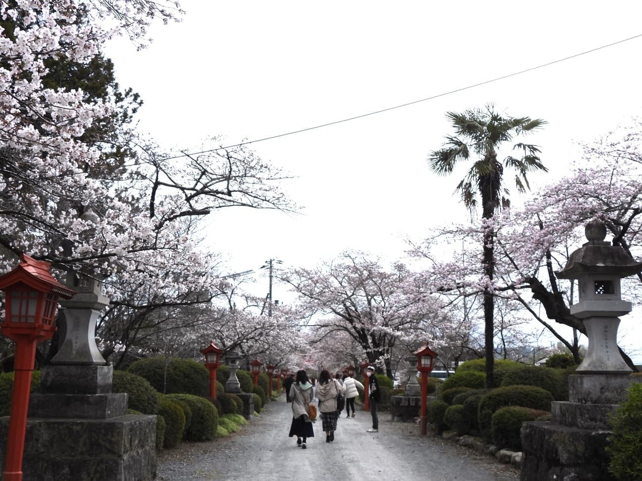 涼ヶ岡八幡神社 桜 開花情報