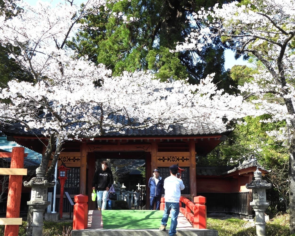 涼ヶ岡八幡神社　桜　開花情報　