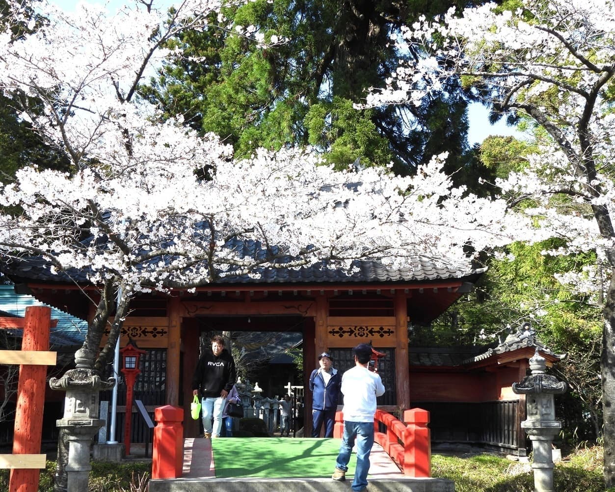 涼ヶ岡八幡神社 桜 開花情報