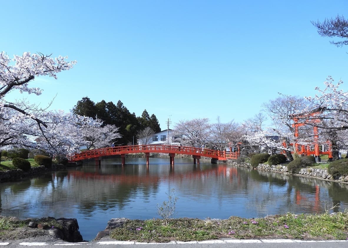 涼ヶ岡八幡神社 桜 開花情報