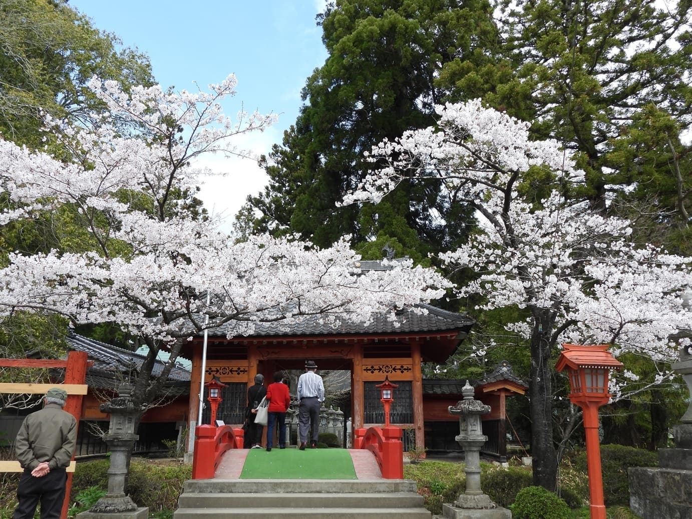涼ヶ岡八幡神社 桜 開花情報