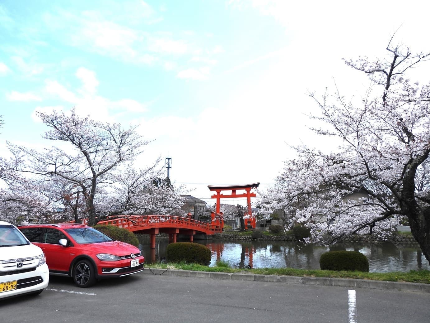 涼ヶ岡八幡神社 桜 開花情報