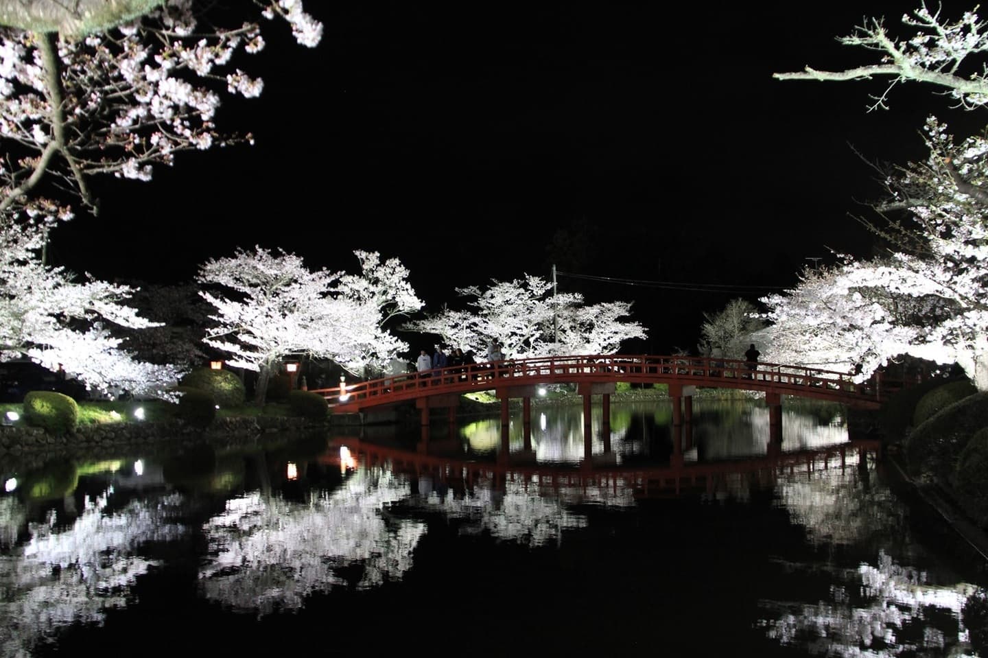 涼ヶ岡八幡神社 桜 開花情報