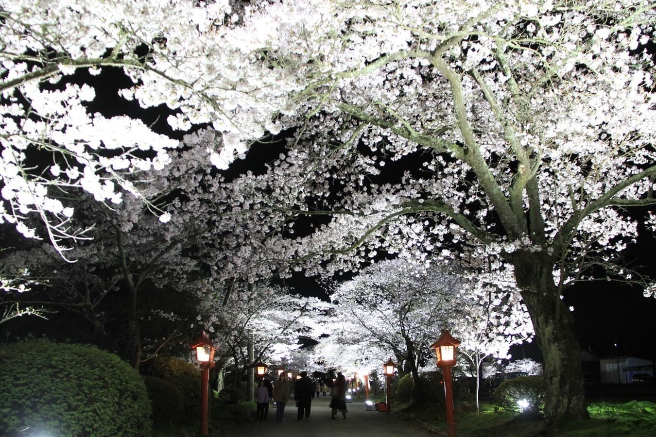涼ヶ岡八幡神社 桜 開花情報