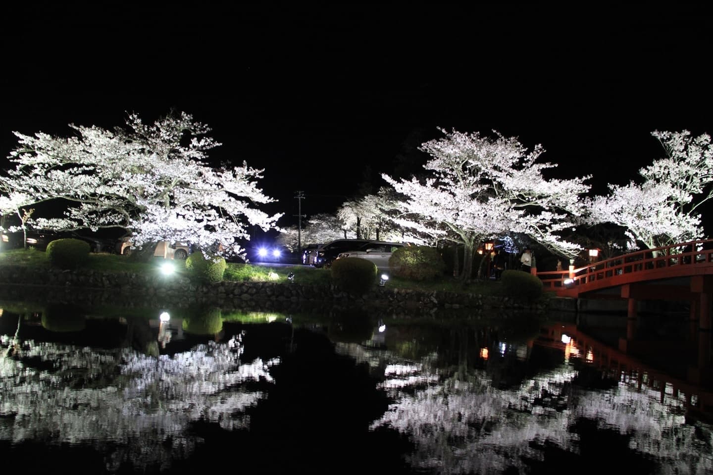 涼ヶ岡八幡神社 桜