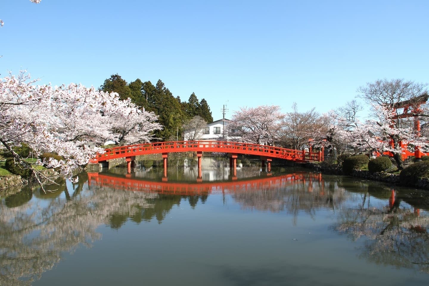 涼ヶ岡八幡神社 桜 開花情報