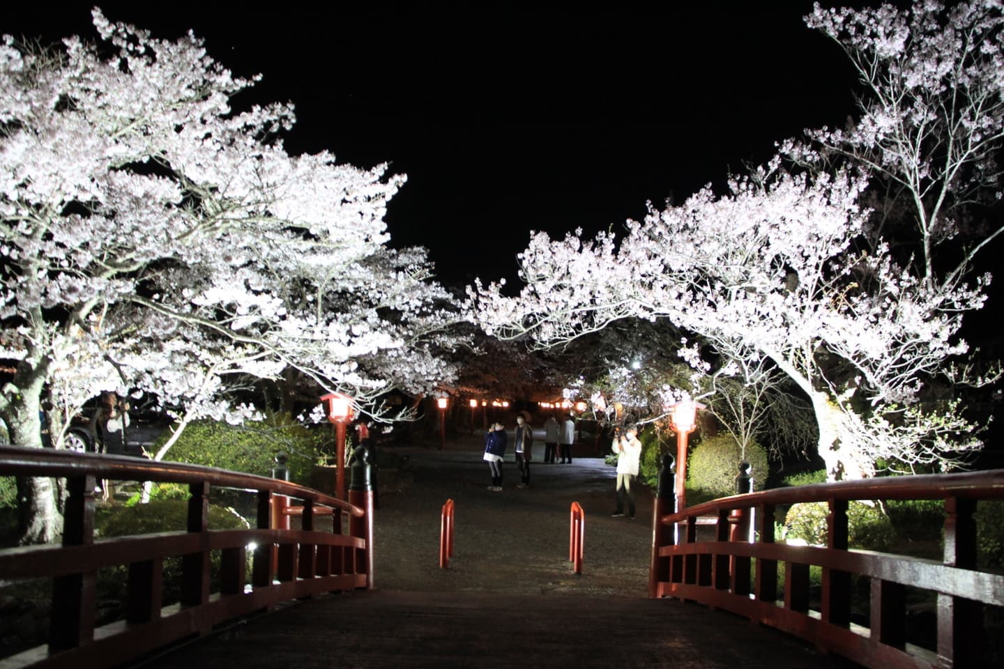 涼ヶ岡八幡神社 桜 開花情報