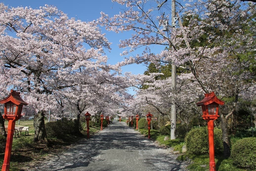 涼ヶ岡八幡神社 桜