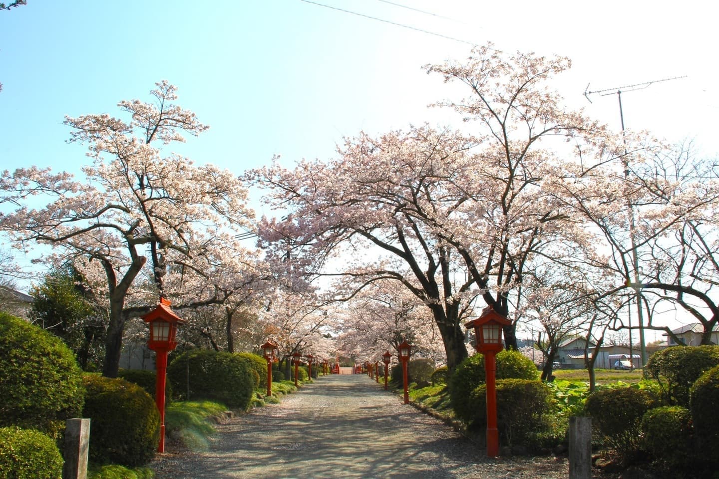 涼ヶ岡八幡神社 桜 開花情報