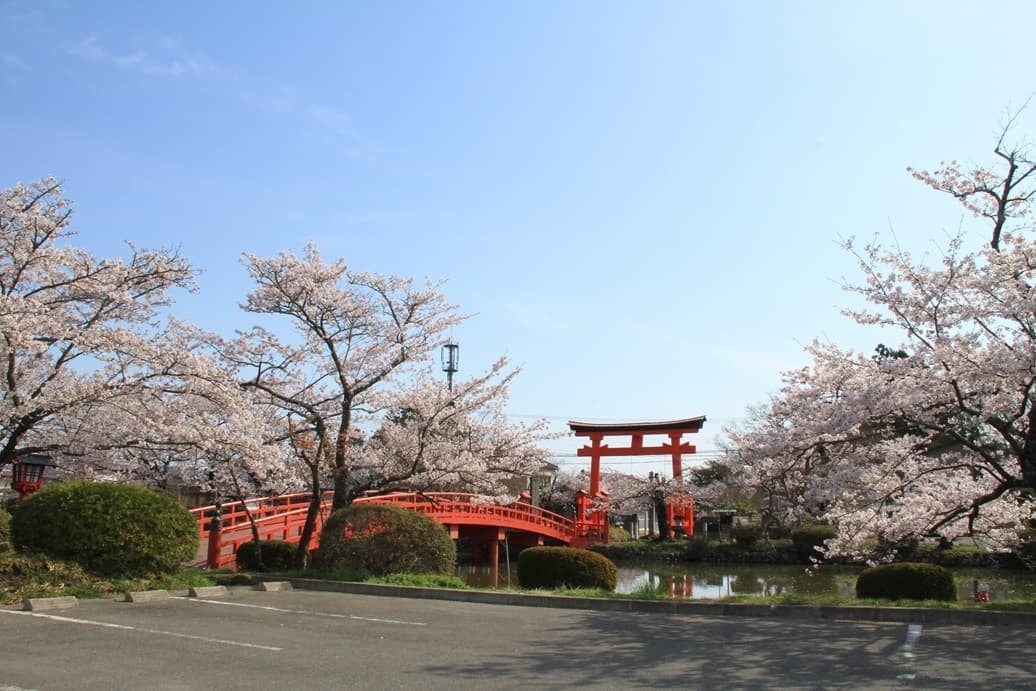 涼ヶ岡八幡神社　桜