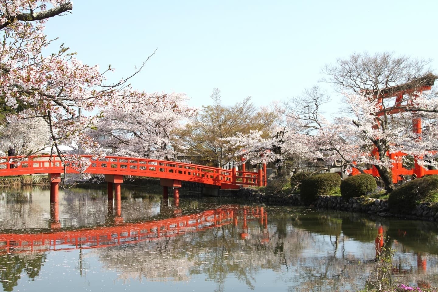 涼ヶ岡八幡神社 桜 開花情報