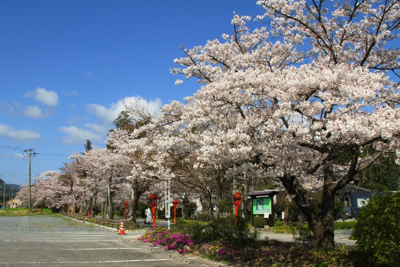 涼ヶ岡八幡神社 桜 開花情報