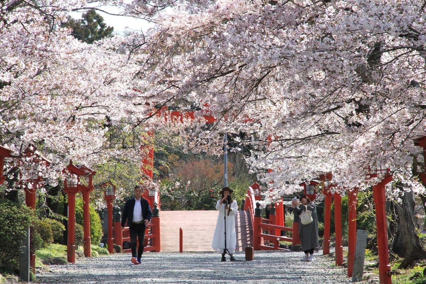 涼ヶ岡八幡神社 桜