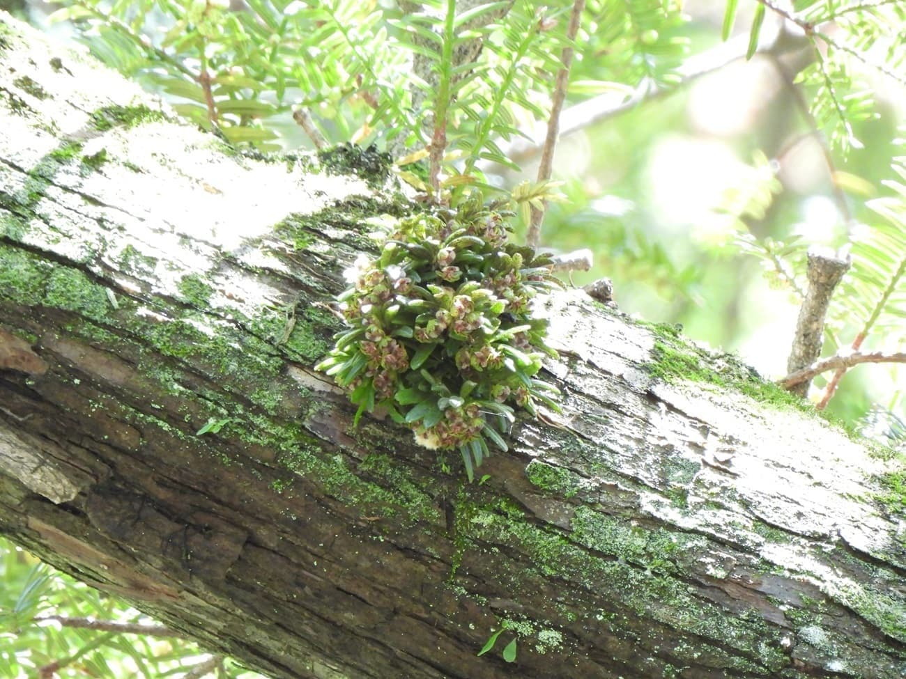涼ヶ岡八幡神社 絶滅危惧種 マツラン