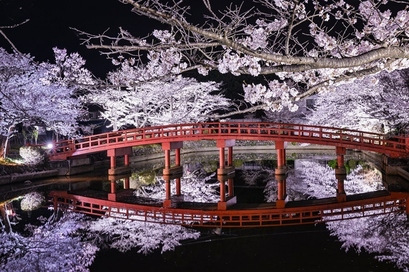 涼ヶ岡八幡神社 桜 ライトアップ
