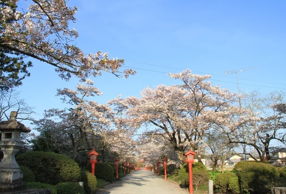 涼ヶ岡八幡神社 桜 開花情報
