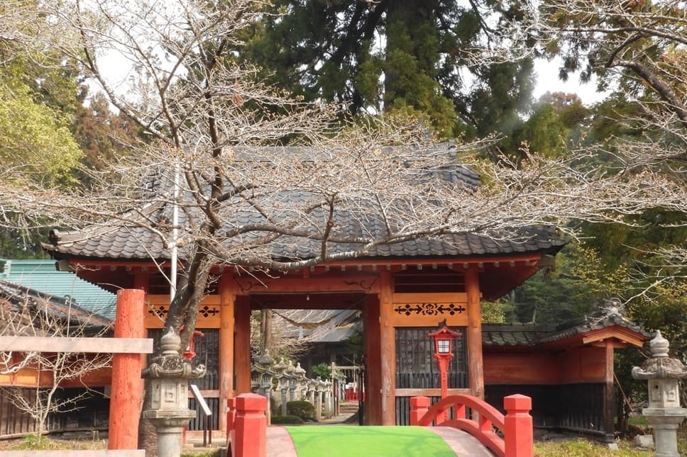 涼ヶ岡八幡神社 桜 開花情報