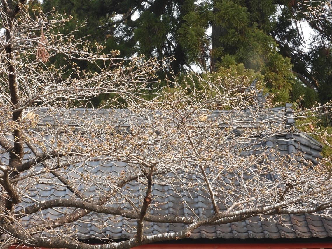 涼ヶ岡八幡神社 桜 開花情報