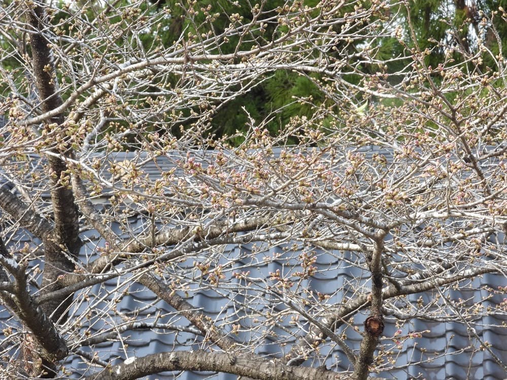 涼ヶ岡八幡神社 桜 開花情報