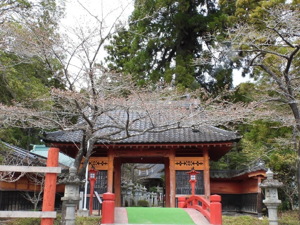 涼ヶ岡八幡神社 桜 開花情報