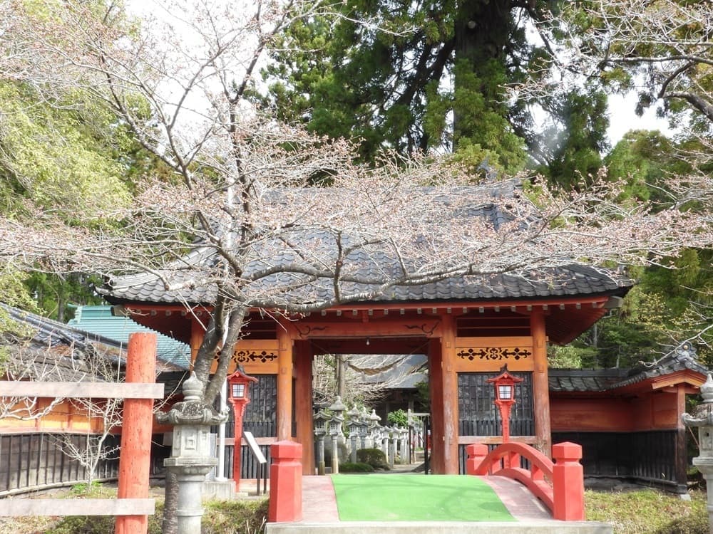 涼ヶ岡八幡神社 桜 開花情報