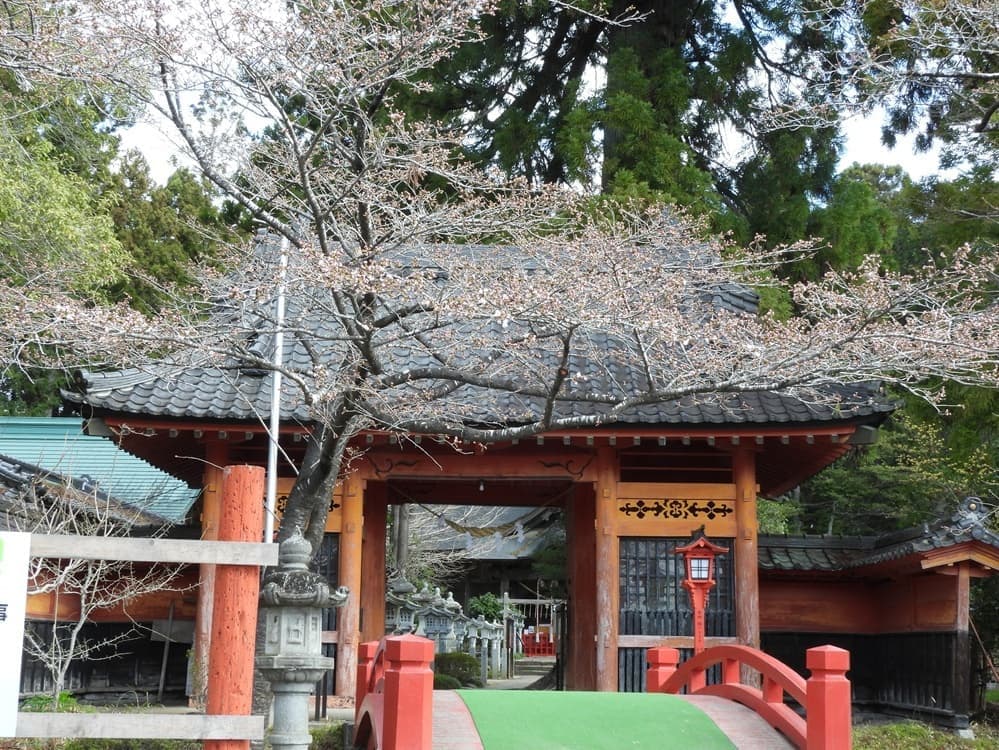 涼ヶ岡八幡神社 桜 開花情報