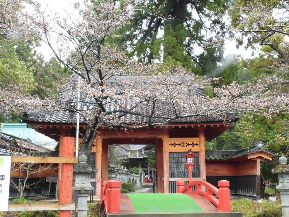 涼ヶ岡八幡神社 桜 開花情報