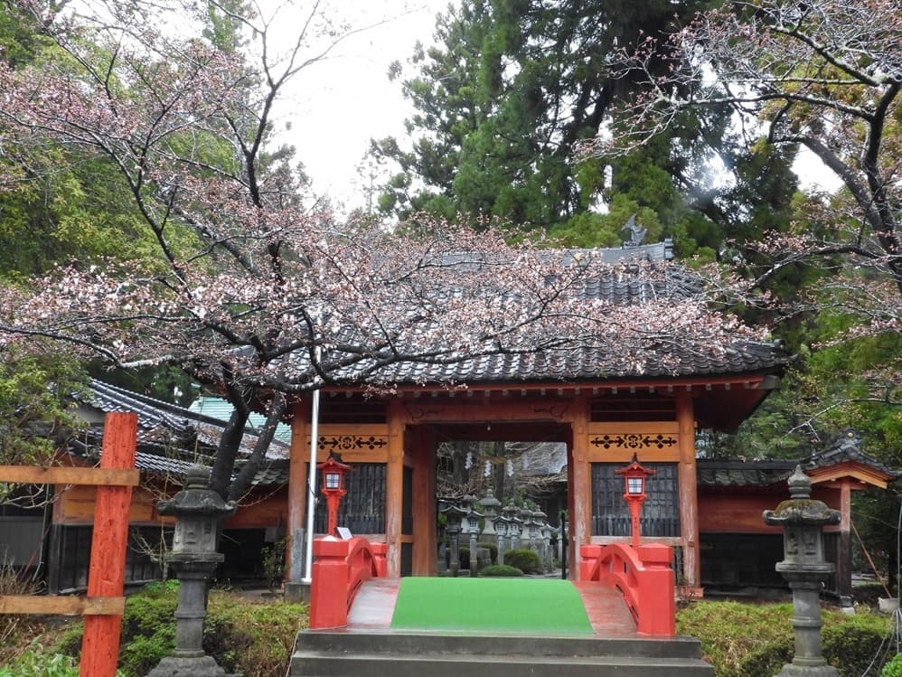 涼ヶ岡八幡神社 桜 開花情報
