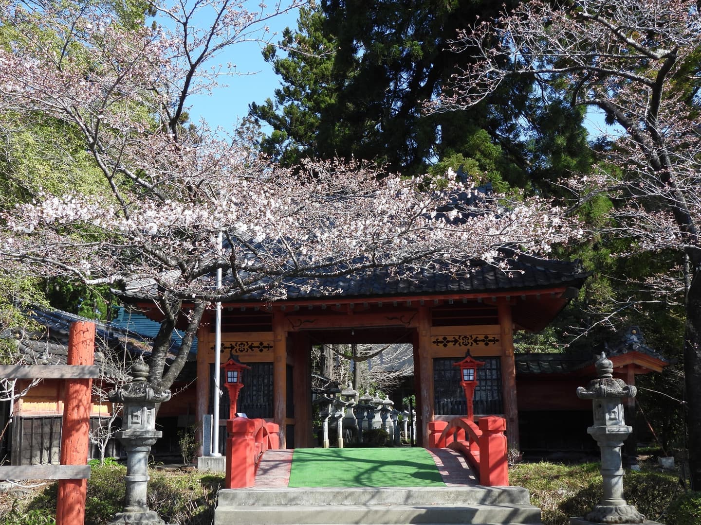 涼ヶ岡八幡神社 桜 開花情報