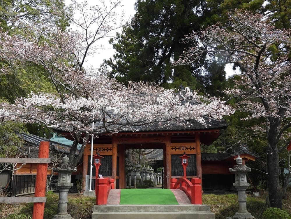 涼ヶ岡八幡神社 桜 開花情報