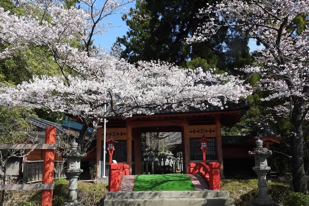 涼ヶ岡八幡神社 桜 開花情報